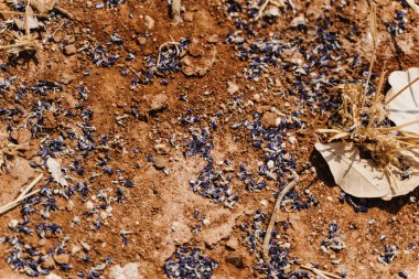 Afrika salkımının çiçekleri, nam-ı diğer Bolusanthus Specosus mor leylak çiçeğiyle