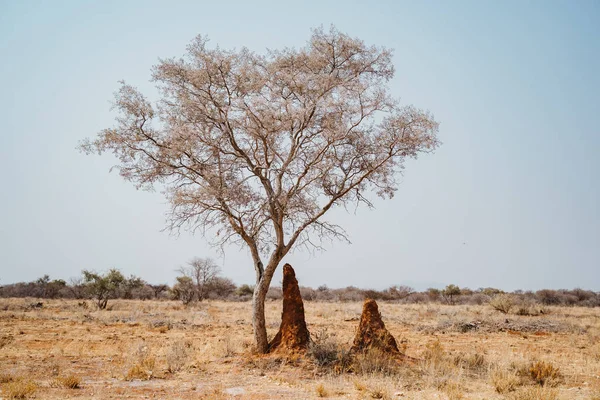 Glycine africaine alias Bolusanthus speciosus et collines de termites — Photo