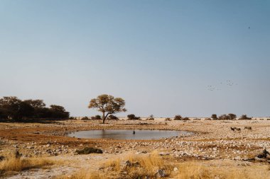 Afrika ulusal parkı Afrika antilopları, zürafalar, su birikintisinden su içen zebralar.