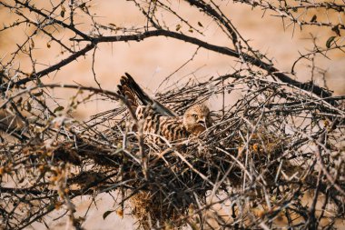 Çöldeki bir yuvaya tünemiş yırtıcı kuş.