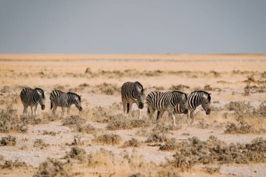 Afrika 'nın çöl kumunda bir grup Zebra.