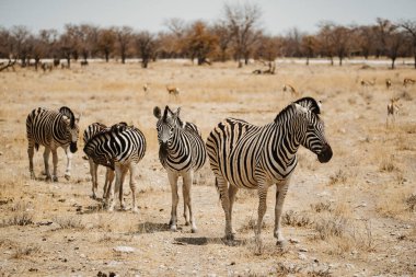 Afrika 'nın çöl kumunda küçük bir grup Zebra.