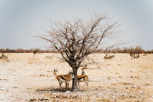 Antiloplar çöl tavasındaki yalnız ağacın gölgesinde saklanıyor. — Stok fotoğraf