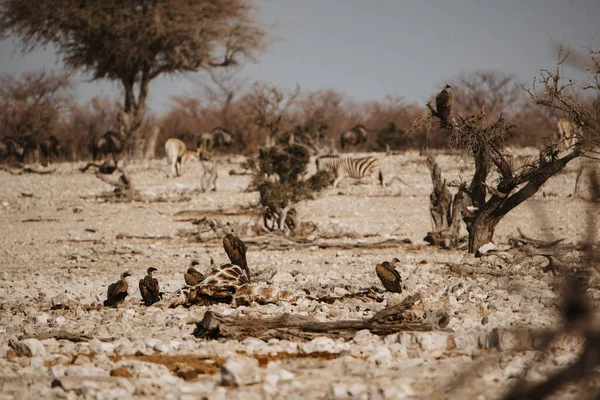 纳米比亚埃托沙国家公园以死亡长颈鹿为食的秃鹫 — 图库照片
