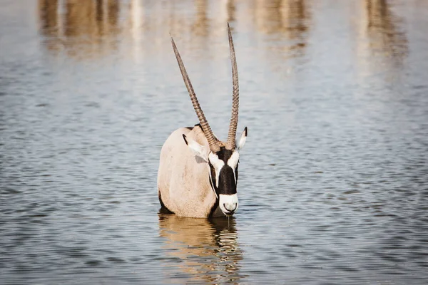 Αφρική εθνικό πάρκο με oryx πόσιμο από νερόλακκο — Φωτογραφία Αρχείου