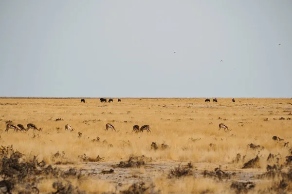 非洲沙漠沙地上的斑马和春天 — 图库照片