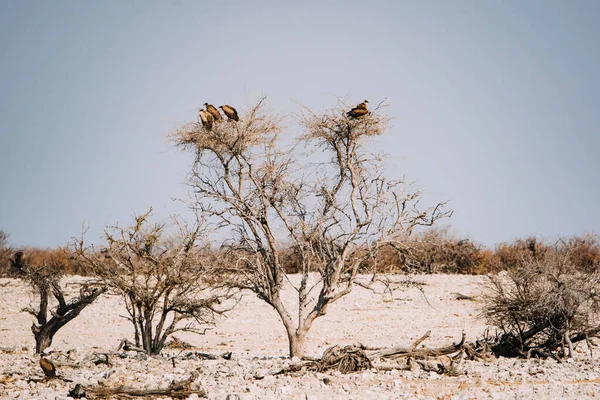 Vautours perchés sur un arbre dans le désert — Photo