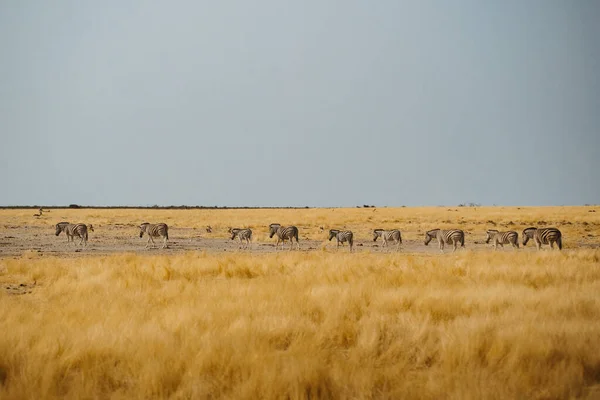 Petit groupe de trois zèbres dans le sable du désert d'Afrique — Photo