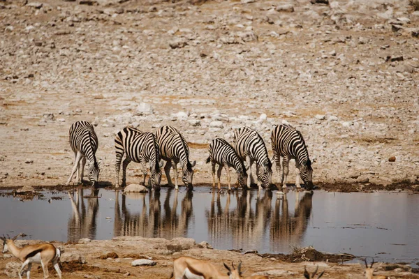 Parque nacional de África con cebras bebiendo del abrevadero —  Fotos de Stock