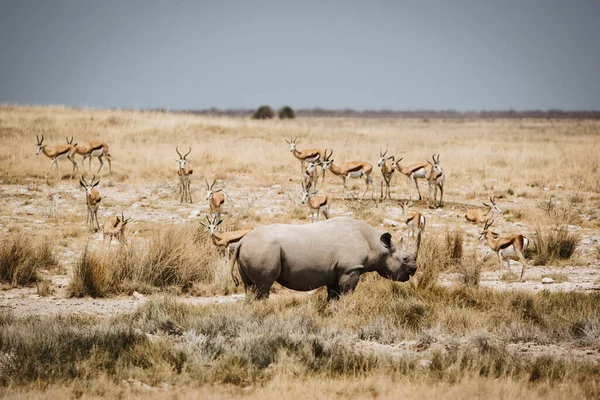 Rinoceronte negro, Diceros bicornis, no Parque Nacional de Etosha, Namíbia — Fotografia de Stock