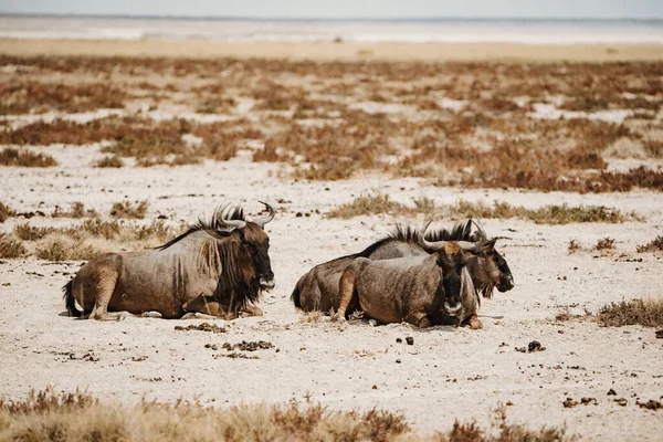 Dos ñus que yacen en las áridas llanuras de África — Foto de Stock