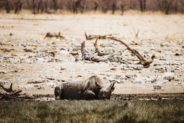 Czarny nosorożec, Diceros bicornis, w Parku Narodowym Etosha, Namibia — Zdjęcie stockowe