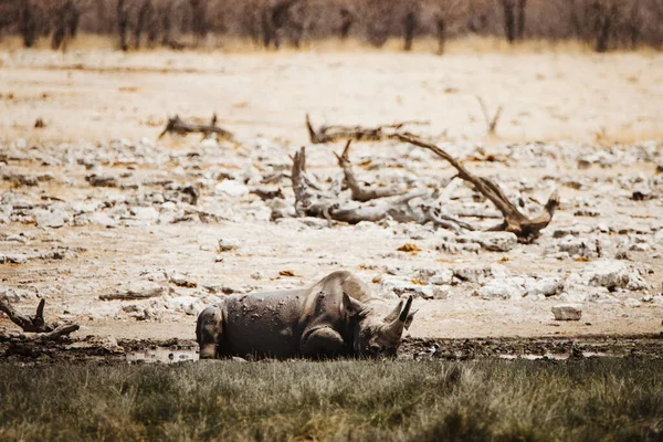 Fekete orrszarvú, Diceros bicornis, Etosha Nemzeti Park, Namíbia — Stock Fotó