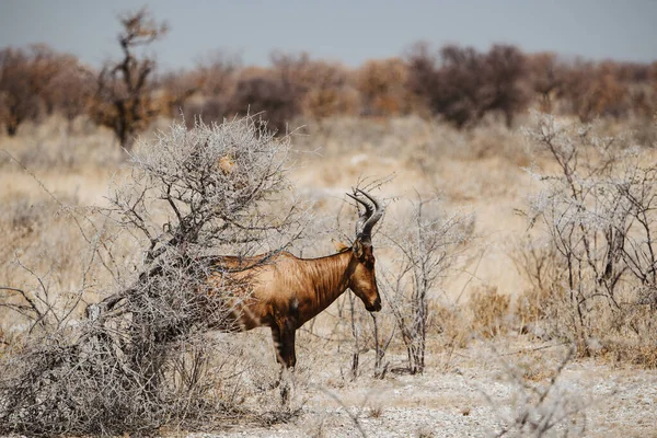 Gemeines Land, Eldenantilope, Taurotragus oryx, Stier in der Wüste und Wildpflanzen — Stockfoto