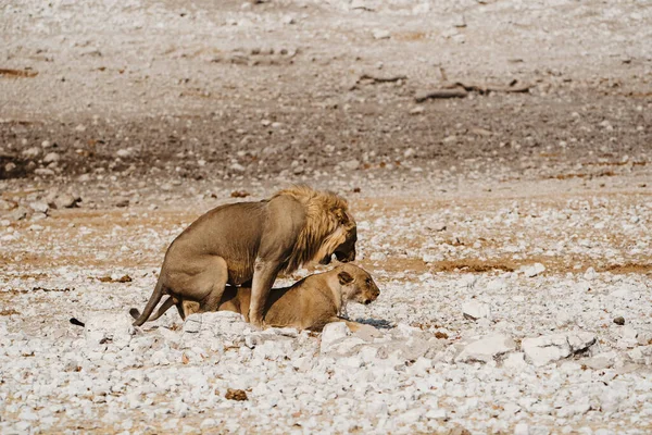 Male and female lions in Africa. Mating couple in the act of copulation — Stock Photo, Image