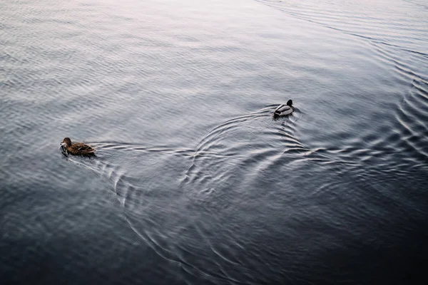 Male and female mallards splitting up. each one is going its own way — Stock Photo, Image