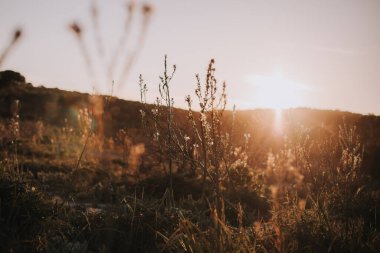 Sanat soyut doğal arka plan, yaz güneşli çayır