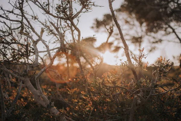 Nahaufnahme von Gras und Blättern mit wunderschönem orangefarbenen Abendsonnenuntergang — Stockfoto