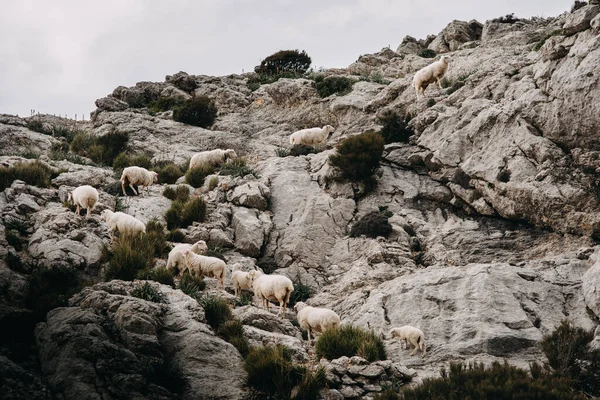 Koyun sürüsü dağdaki kayalara tırmanıyor. — Stok fotoğraf