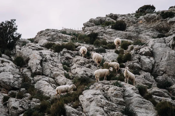 Koyun sürüsü dağdaki kayalara tırmanıyor. — Stok fotoğraf