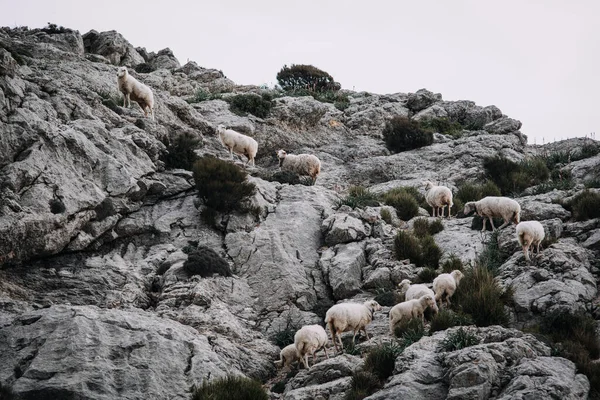 산위 바위 위를 오르는 양떼 — 스톡 사진