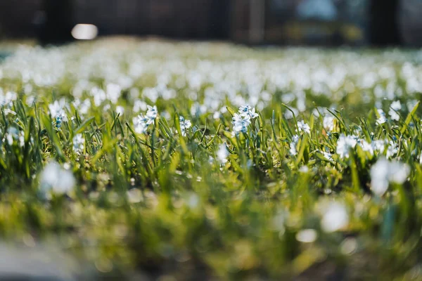 Flores blancas azules en primavera en un día soleado en la hierba verde — Foto de Stock