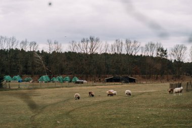 Koyun ve kuzular karamsar bulutlu havada bir çiftlikte ve çimenlerde otluyor.