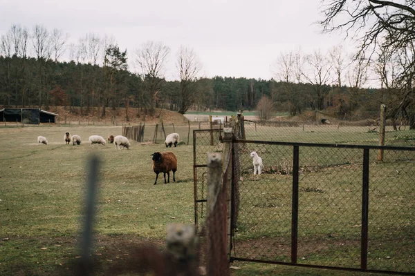 Ovejas y corderos pastando en una granja y pasto afuera en un clima nublado y malhumorado —  Fotos de Stock