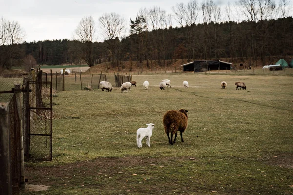 Moeder Schapen en lammeren op een boerderij en gras buiten in humeurig bewolkt weer — Stockfoto