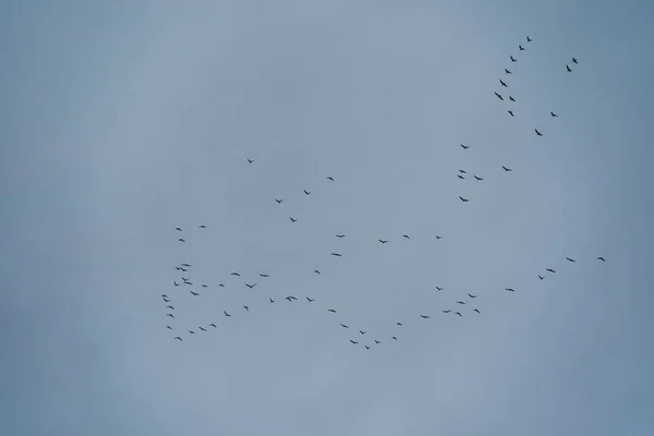 Rebanho de pássaros no céu azul nublado — Fotografia de Stock