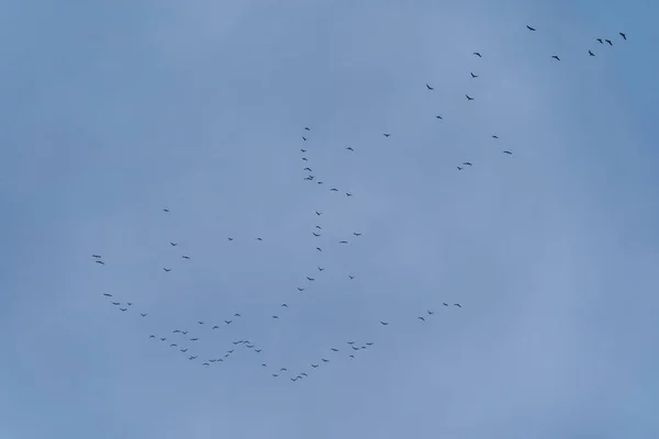 Hejno ptáků na modré oblačné obloze — Stock fotografie