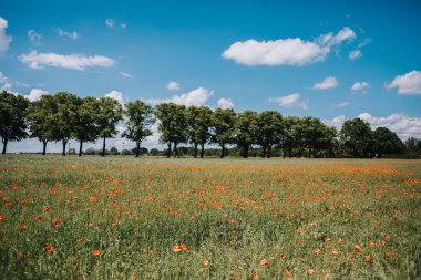 Yeşil tarladaki ağaçların fotoğrafı.