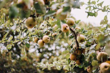 Elmalı elma dallarının fotoğrafı