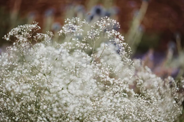 Foto de flores blancas en la naturaleza — Foto de Stock