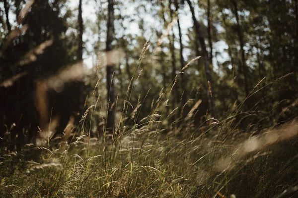 Foto von Weizen in einem wilden Wald — Stockfoto