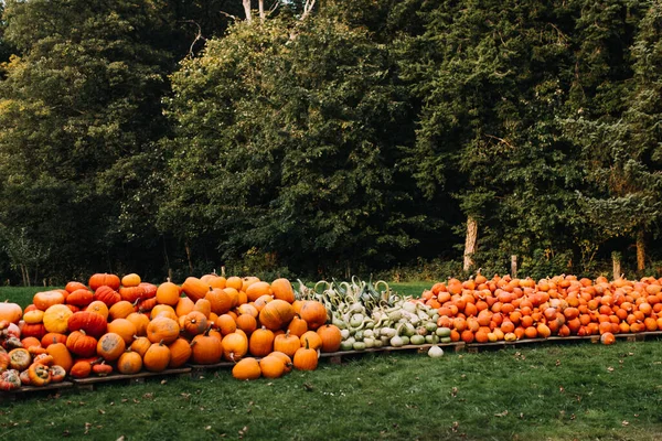 Foto van pompoenen gewas in de tuin — Stockfoto