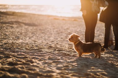 Sahilde gün batımında bir köpeğin fotoğrafı.