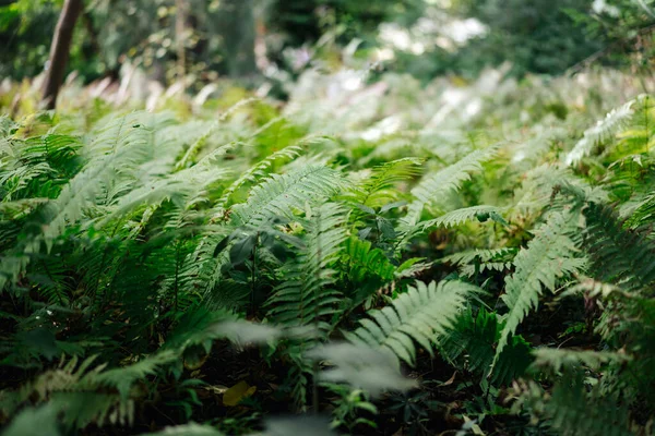 Foto der wilden Natur eines Waldes — Stockfoto