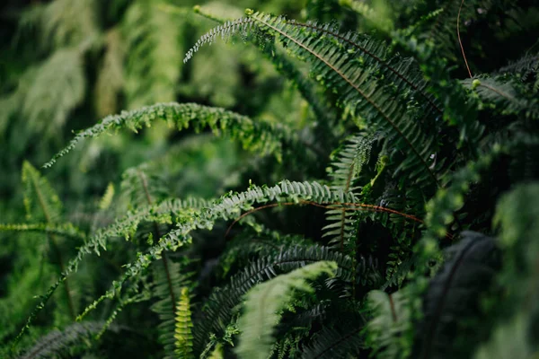 Foto der wilden Natur eines Waldes — Stockfoto