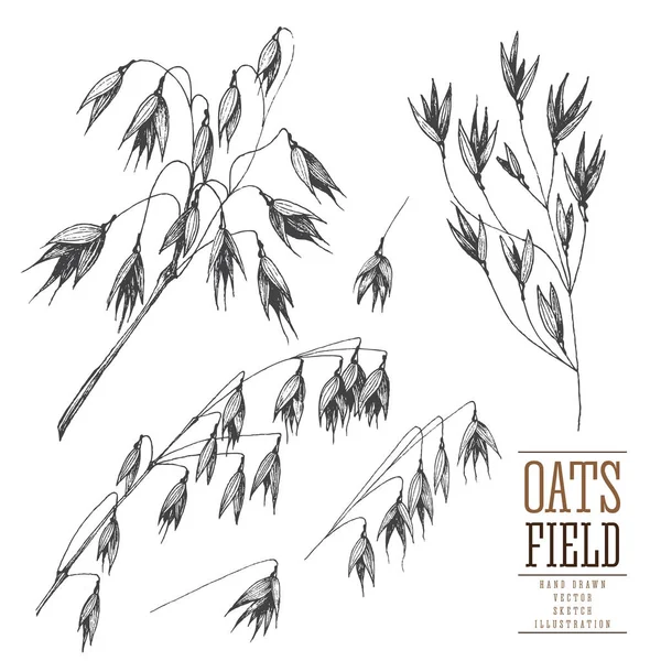 Oats spikelet sketch hand drawn vector collection, grain and stems isolated vintage illustration on a white background for the bakery shop or menu. Cereal theme. — Stock Vector