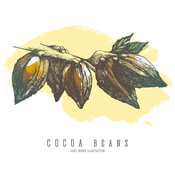 Ramo di cacao con fagioli interi e foglie. Illustrazione isolata di schizzo colorato vettoriale . — Vettoriale Stock