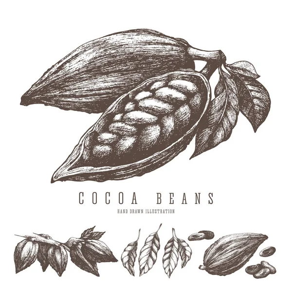 Fagioli di cacao retrò illustrazione. Elementi di schizzo disegnati a mano vettoriale per il design. Cioccolato e dolci ingrediente — Vettoriale Stock