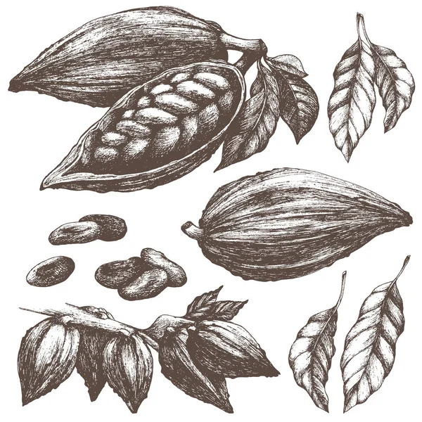 Collezione di schizzi di cacao. Cialde di cacao intere e aperte con semi, foglie, rami. Ingrediente al cioccolato. Illustrazione vettoriale vintage isolato . — Vettoriale Stock