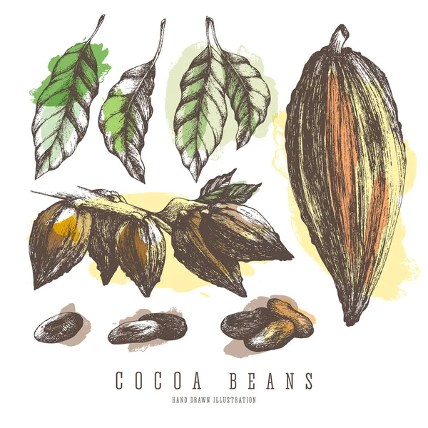 Cacao peulen, kleurrijke collecties van geheel en tak van de cacaoboom, bonen, zaden en bladeren. Vintage geïsoleerde vectorelementen voor ontwerp. — Stockvector