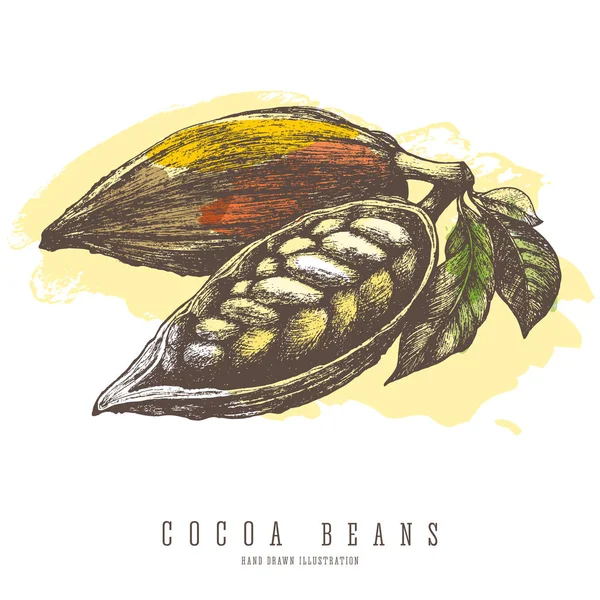 코코아 콩 빈티지 다채로운 그림입니다. 벡터 손으로 그려진된 밑그림입니다. 초콜릿과 과자 재료. — 스톡 벡터
