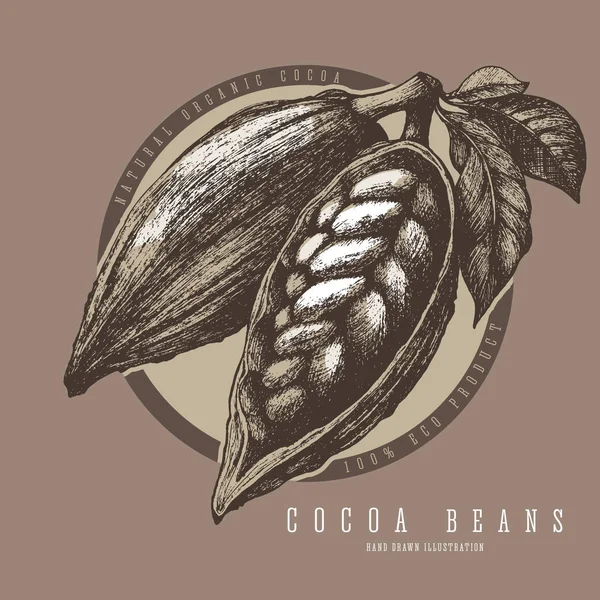 Diseño de etiquetas de vainas de cacao. Dibujo ilustración vector vintage . — Vector de stock