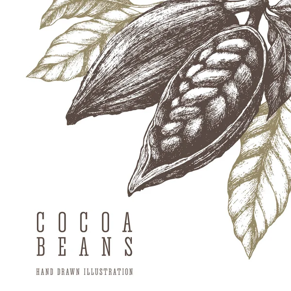 Cocoa beans retro illustration. Vector hand drawn sketch elements for design. Chocolate and sweets ingredient. — Stock Vector