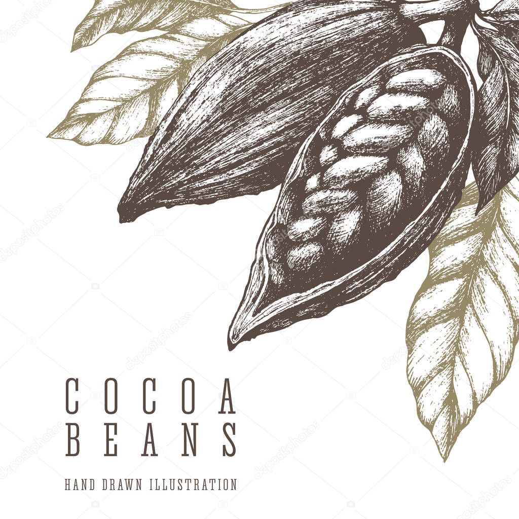 Cocoa beans retro illustration. Vector hand drawn sketch elements for design. Chocolate and sweets ingredient.