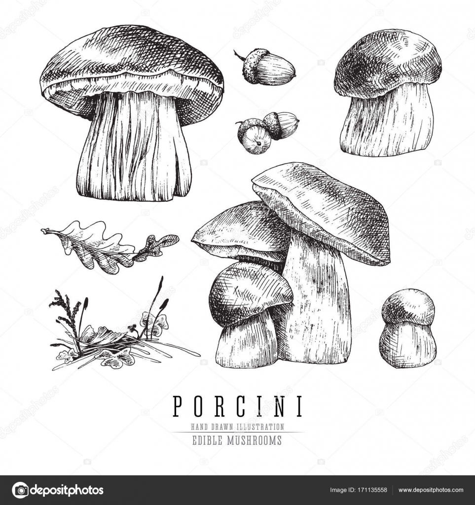 Рисунок гриб боровик карандашом