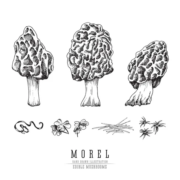 Morel setas colección de bocetos vectoriales. Grabado aislado de setas comestibles sobre fondo blanco . — Vector de stock